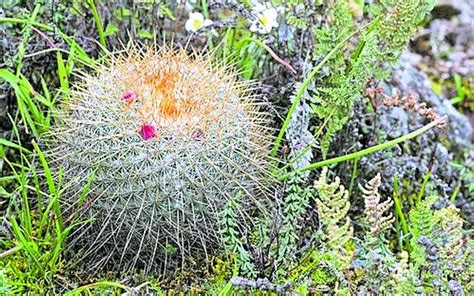 白色及彩色Flora印花真絲方巾 